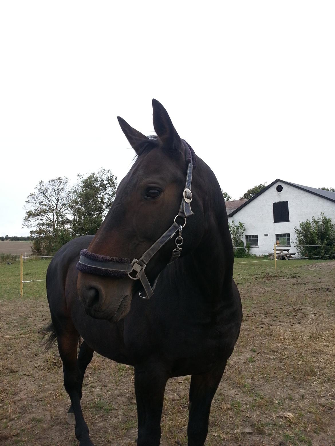 Dansk Varmblod shadow billede 15