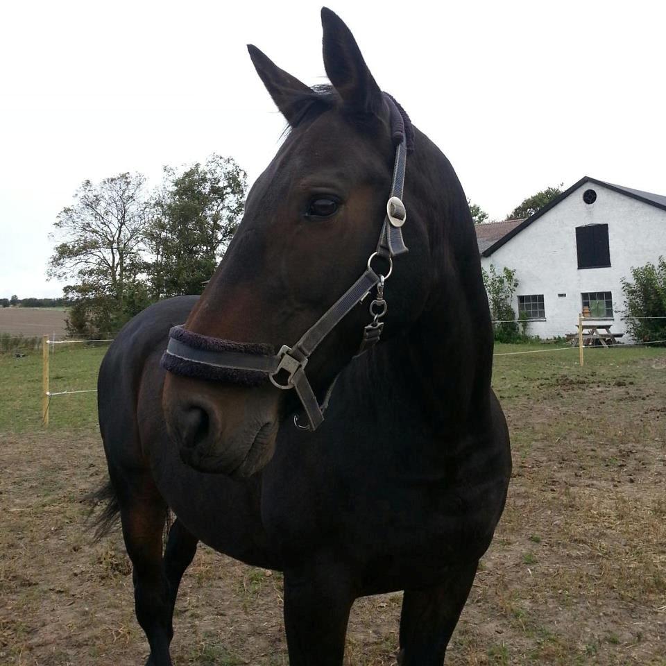 Dansk Varmblod shadow billede 16