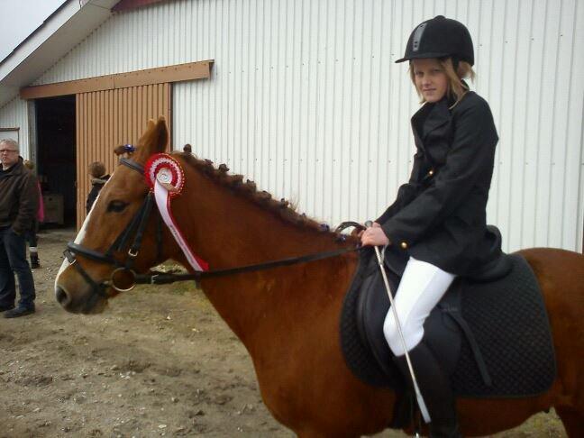 Anden særlig race Rocky-Babe( tidligere hest) billede 7