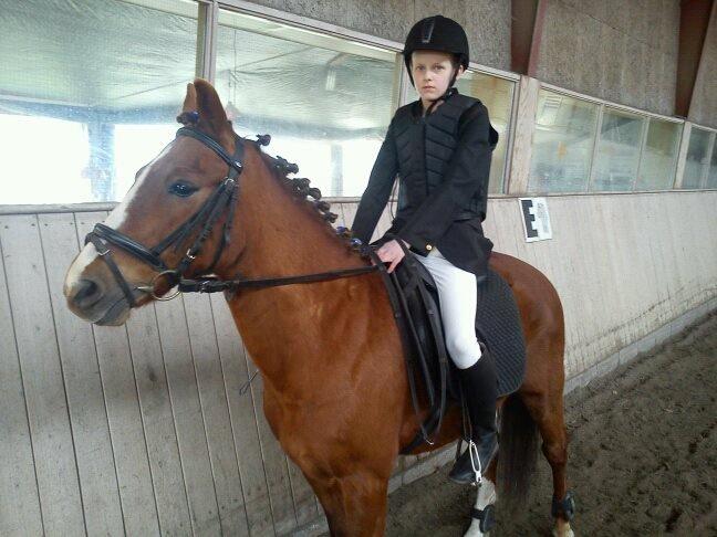 Anden særlig race Rocky-Babe( tidligere hest) billede 8