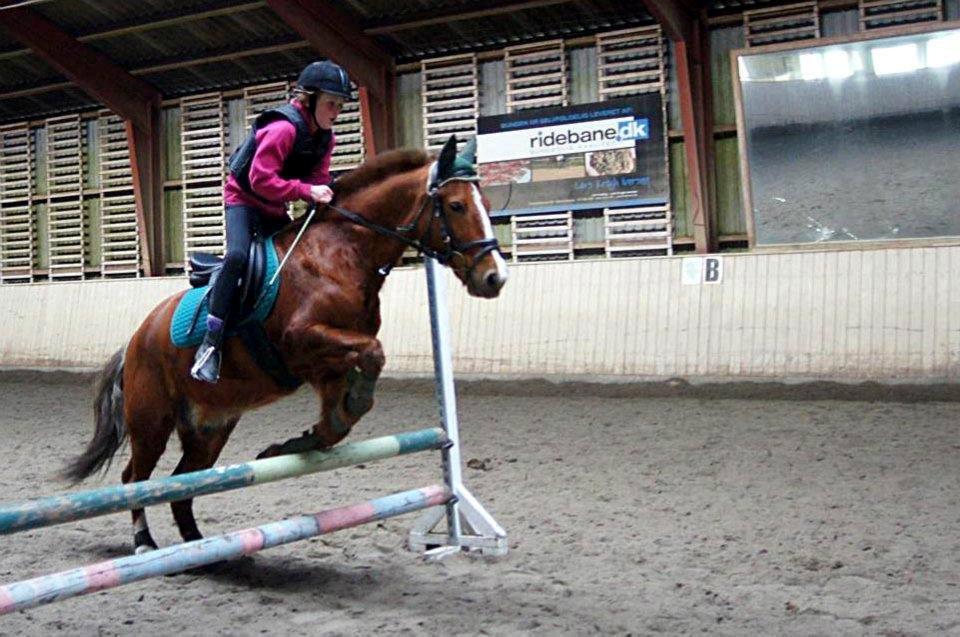Anden særlig race Rocky-Babe( tidligere hest) billede 9