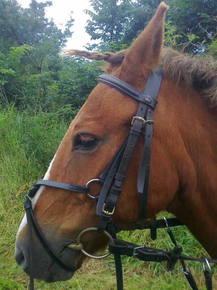 Anden særlig race Rocky-Babe( tidligere hest) billede 10