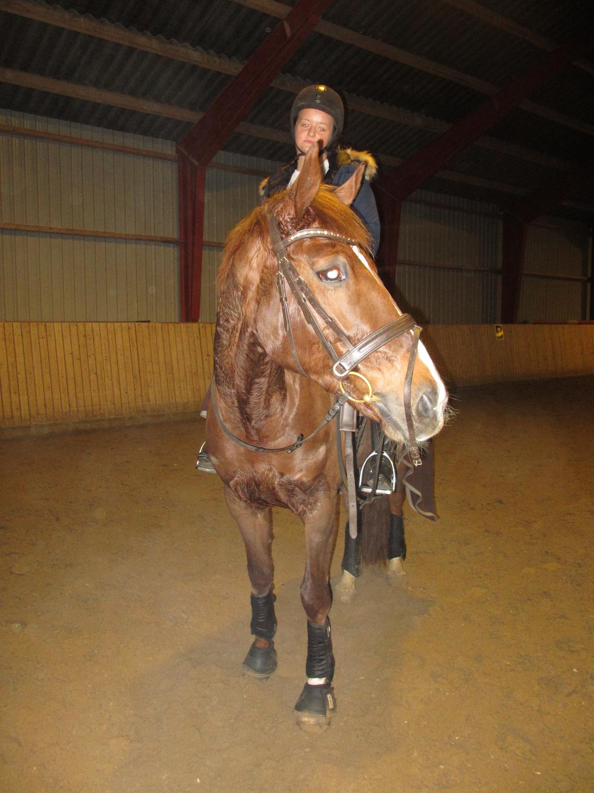 Dansk Varmblod Proud Mary billede 14