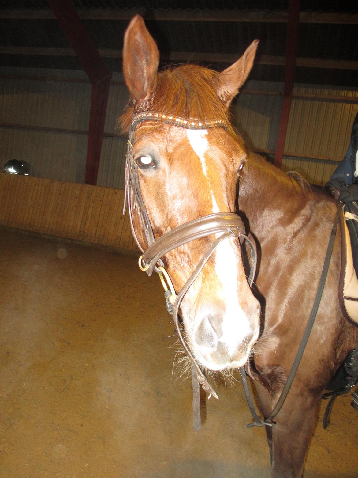 Dansk Varmblod Proud Mary billede 15