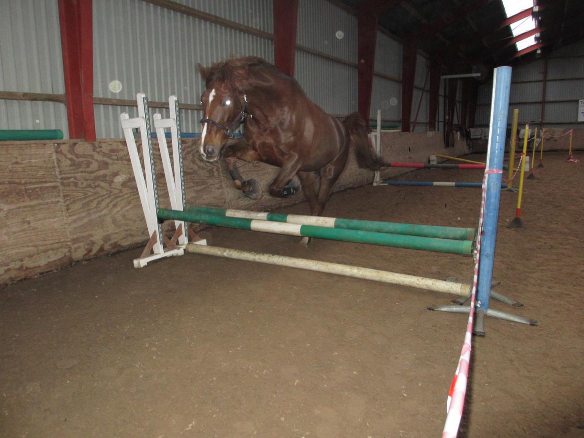 Dansk Varmblod Proud Mary billede 16