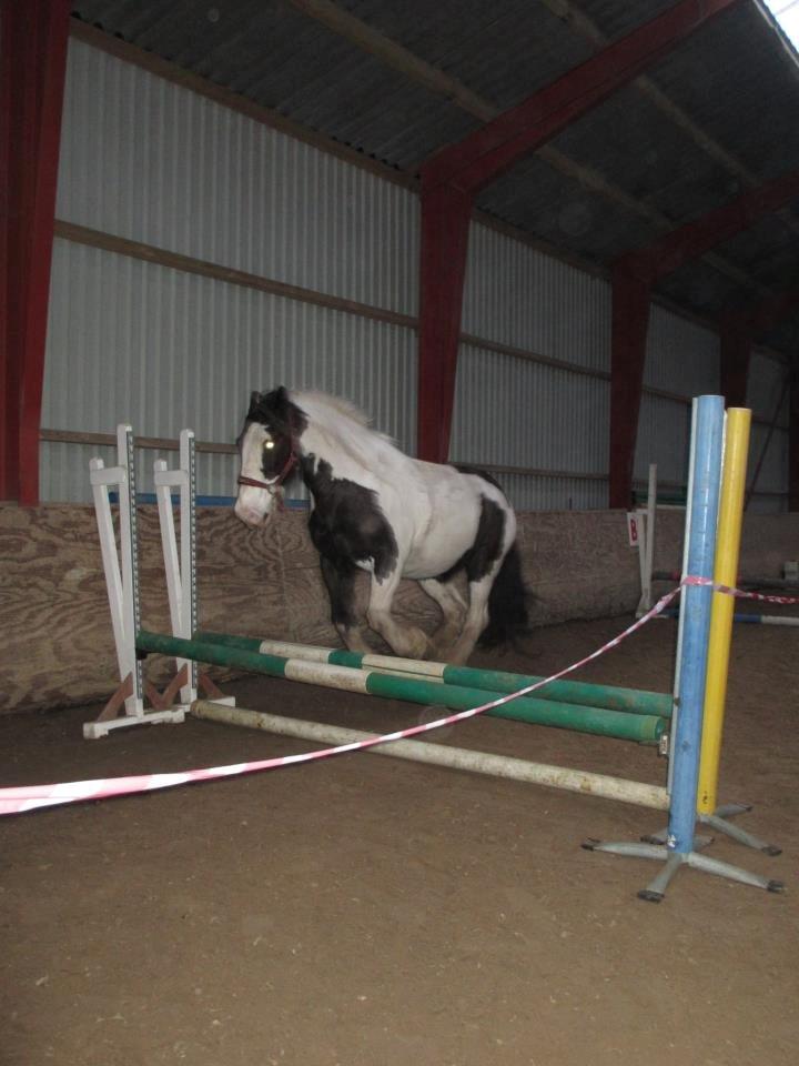 Tinker Nico billede 14