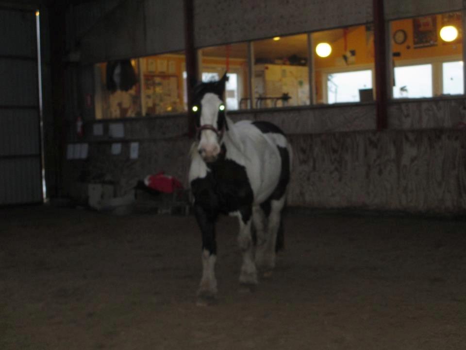 Tinker Nico billede 15