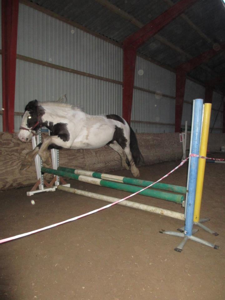 Tinker Nico billede 16