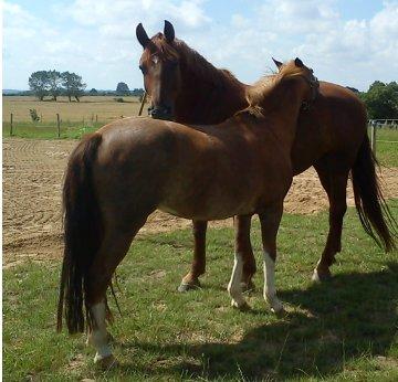 Anden særlig race Topsy - Topsy og hendes kæreste hygger sig...   billede 14