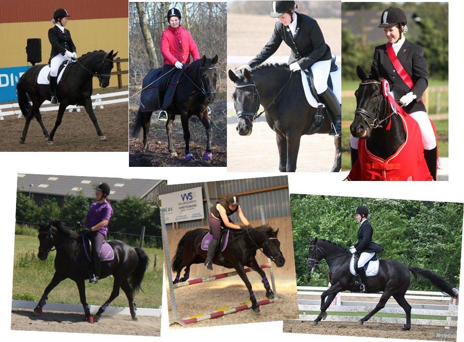 DSP Bethoven af stensnæs B-pony - blandet billeder at bimse :D billede 14