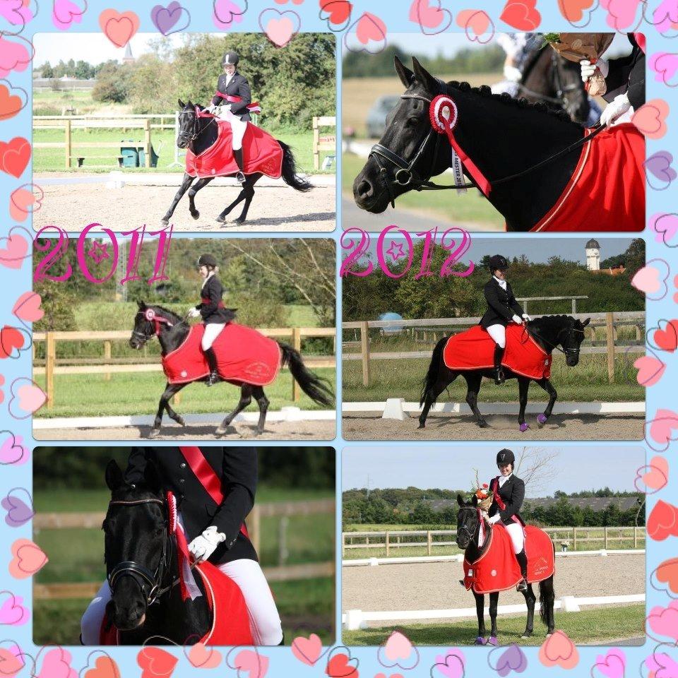 DSP Bethoven af stensnæs B-pony - Distriksmester 2011 og 2012 :D du er dygtig bimse <3 billede 15