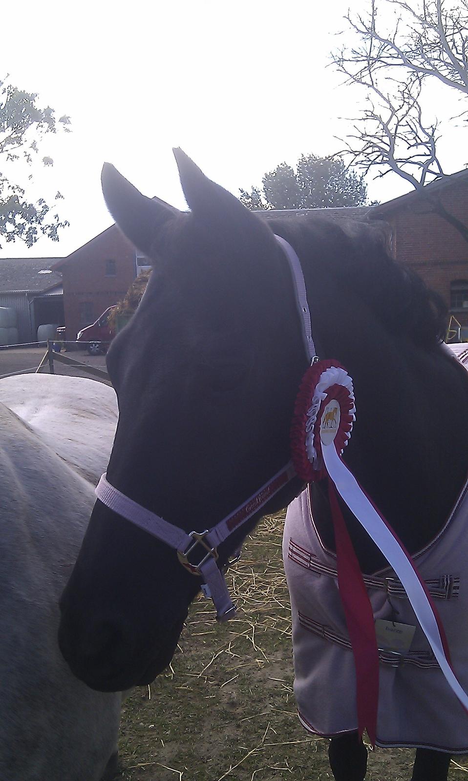 DSP Bethoven af stensnæs B-pony - bimse vandt LA1 til 67% plus han fik en fin grime og tæppe :D billede 17