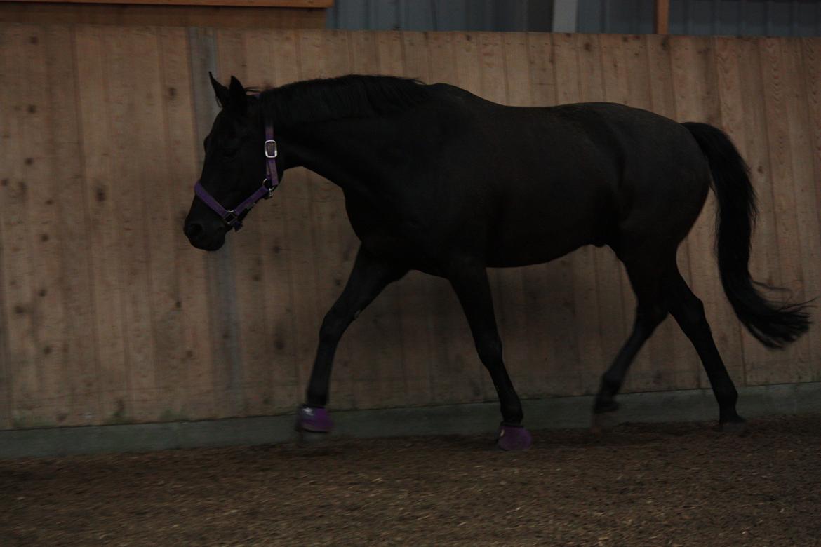 DSP Bethoven af stensnæs B-pony - når han er smuk :D billede 18