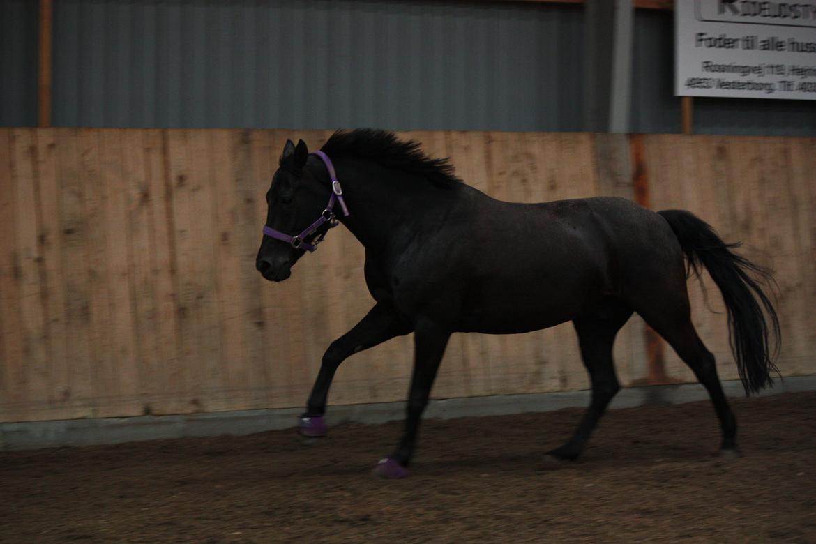 DSP Bethoven af stensnæs B-pony - vild pony :D billede 19