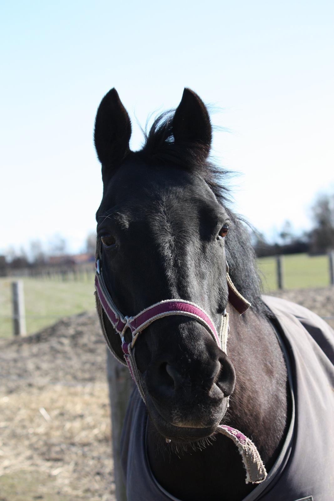 DSP Bethoven af stensnæs B-pony - man kan da ikke være andet end glad, når man har sådan en smuk pony <3 billede 1