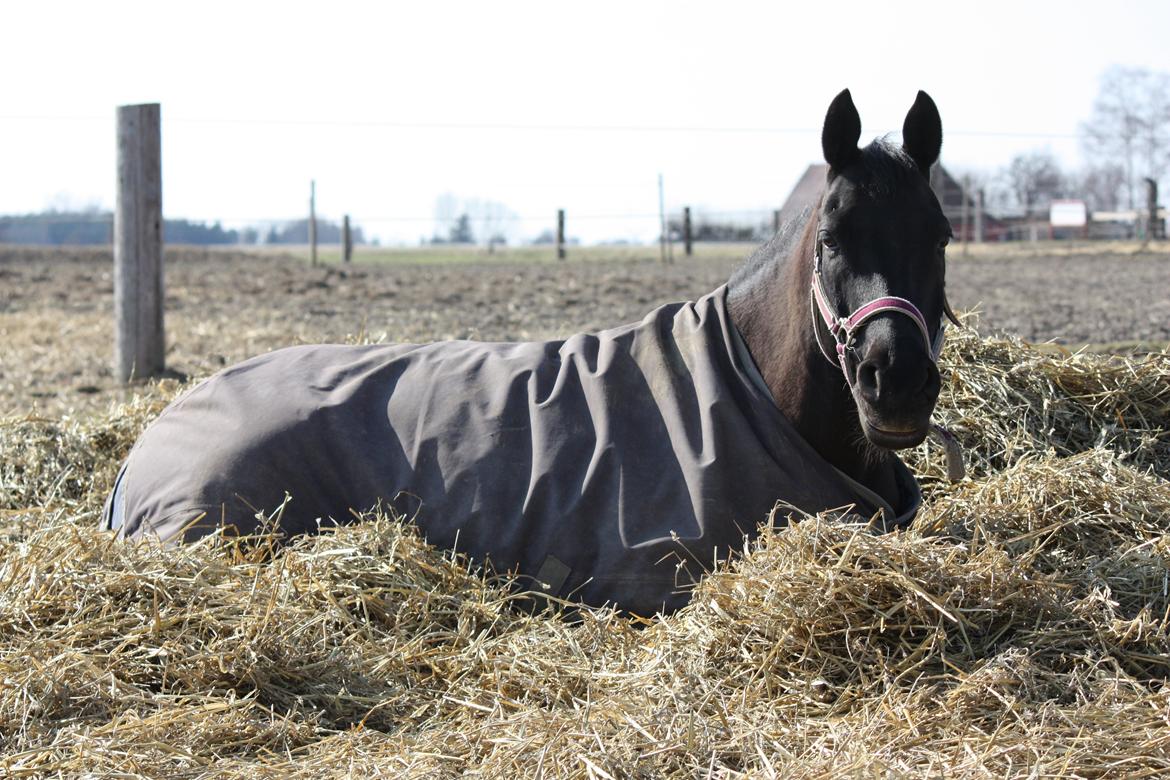 DSP Bethoven af stensnæs B-pony - så blev man træt af at stå op :D billede 20