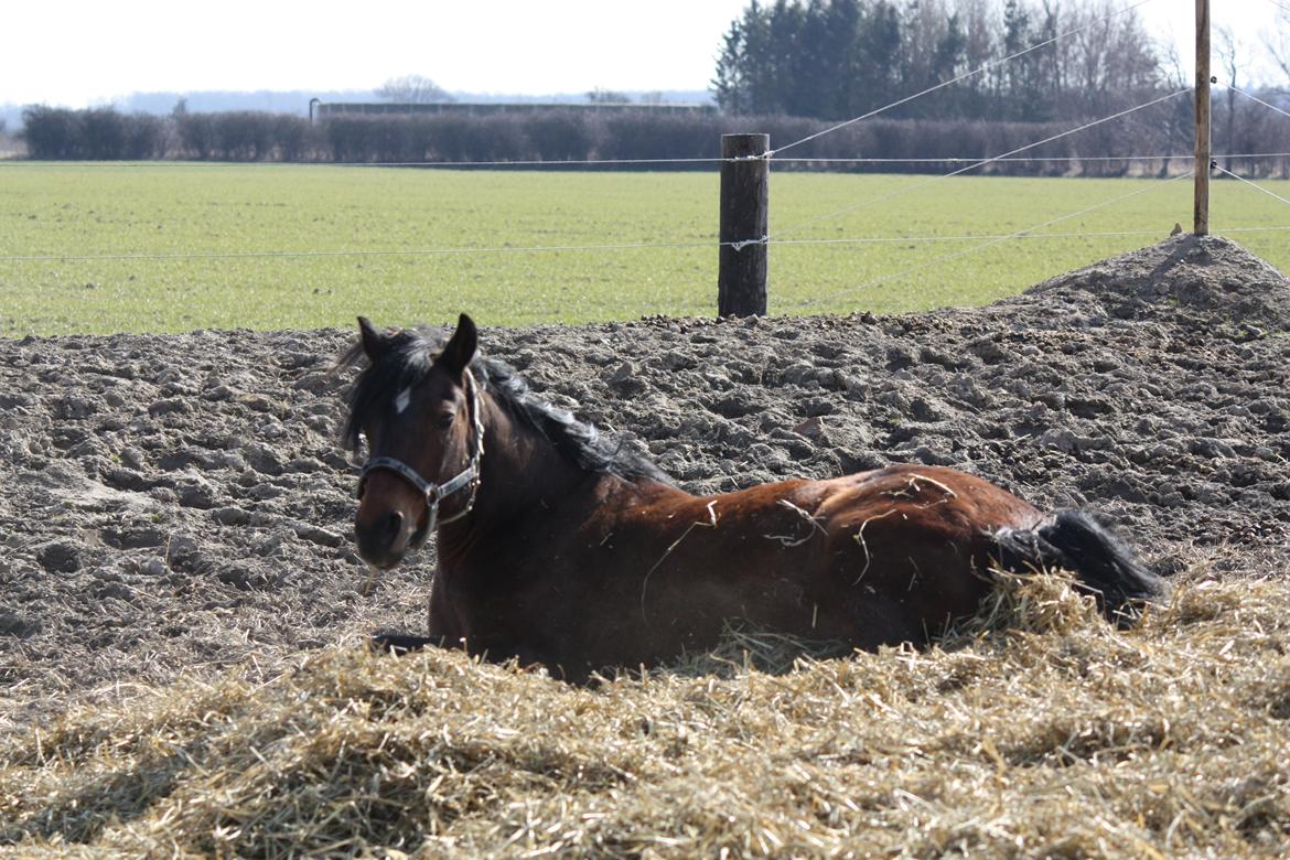 Anden særlig race Brenda/Carina billede 17