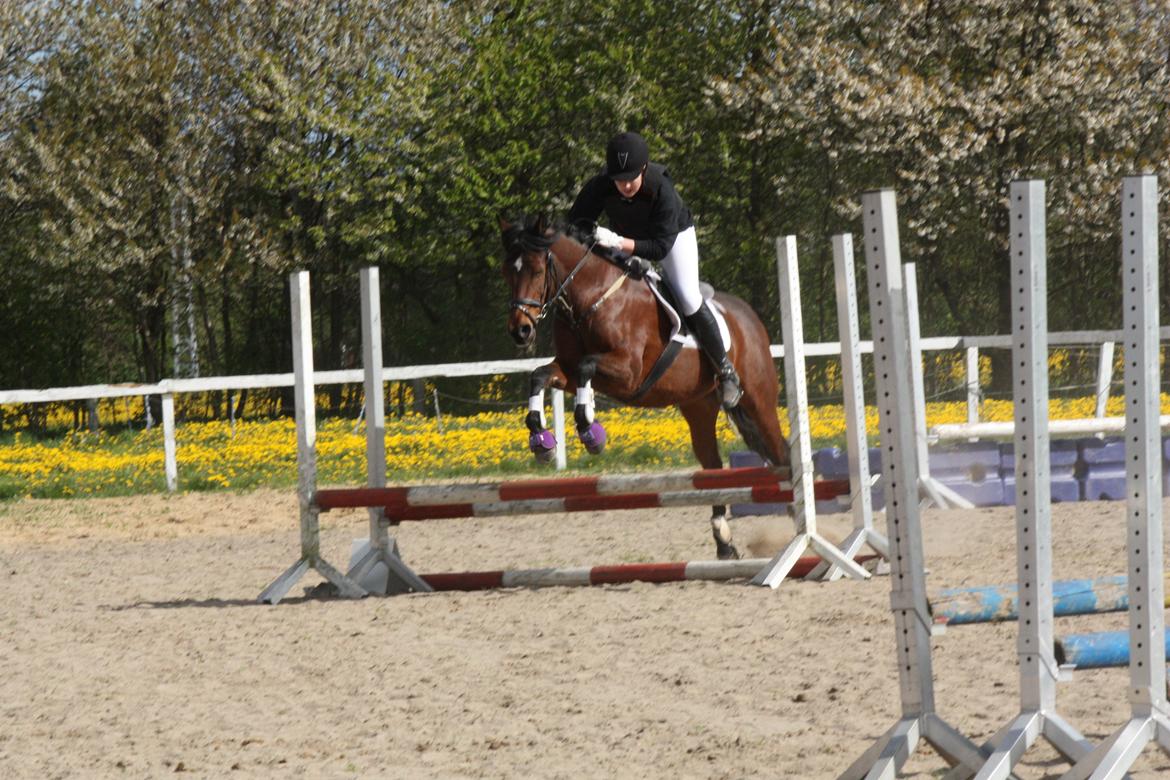 Anden særlig race Brenda/Carina billede 18