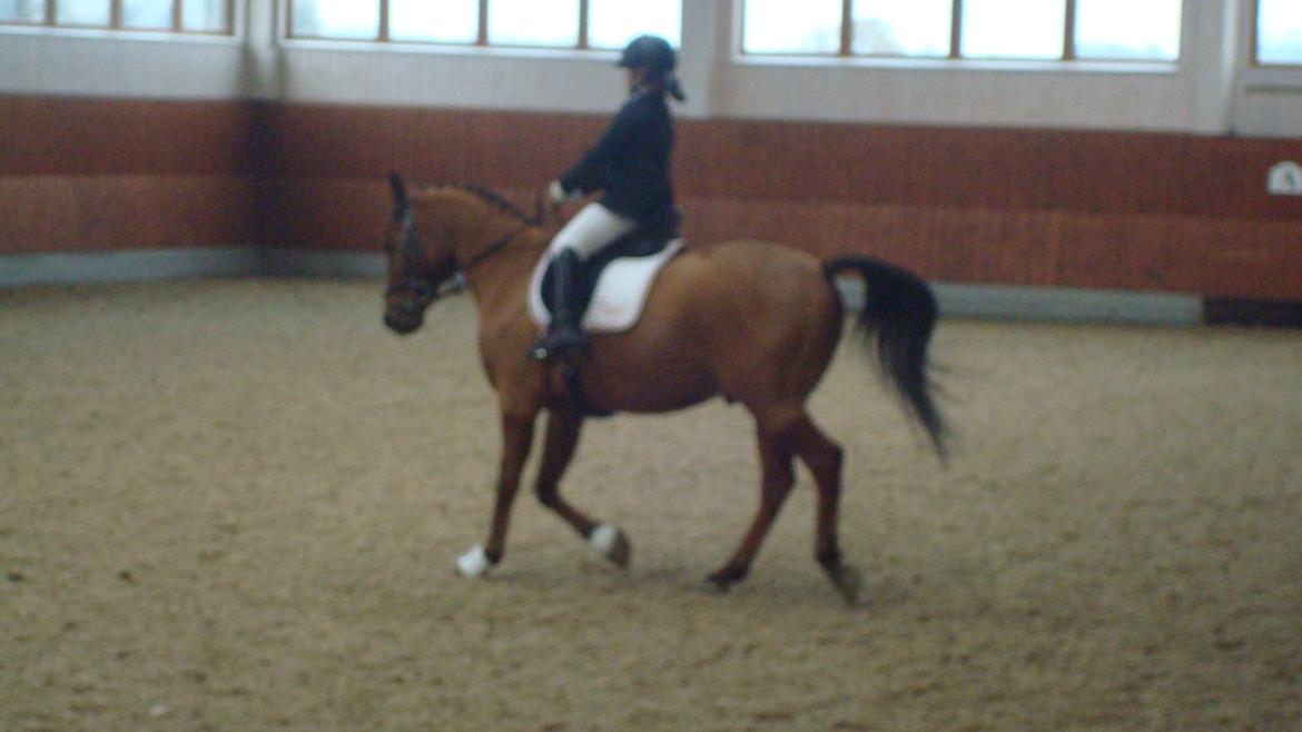 Arabisk fuldblod (OX) Mr. Leon billede 18
