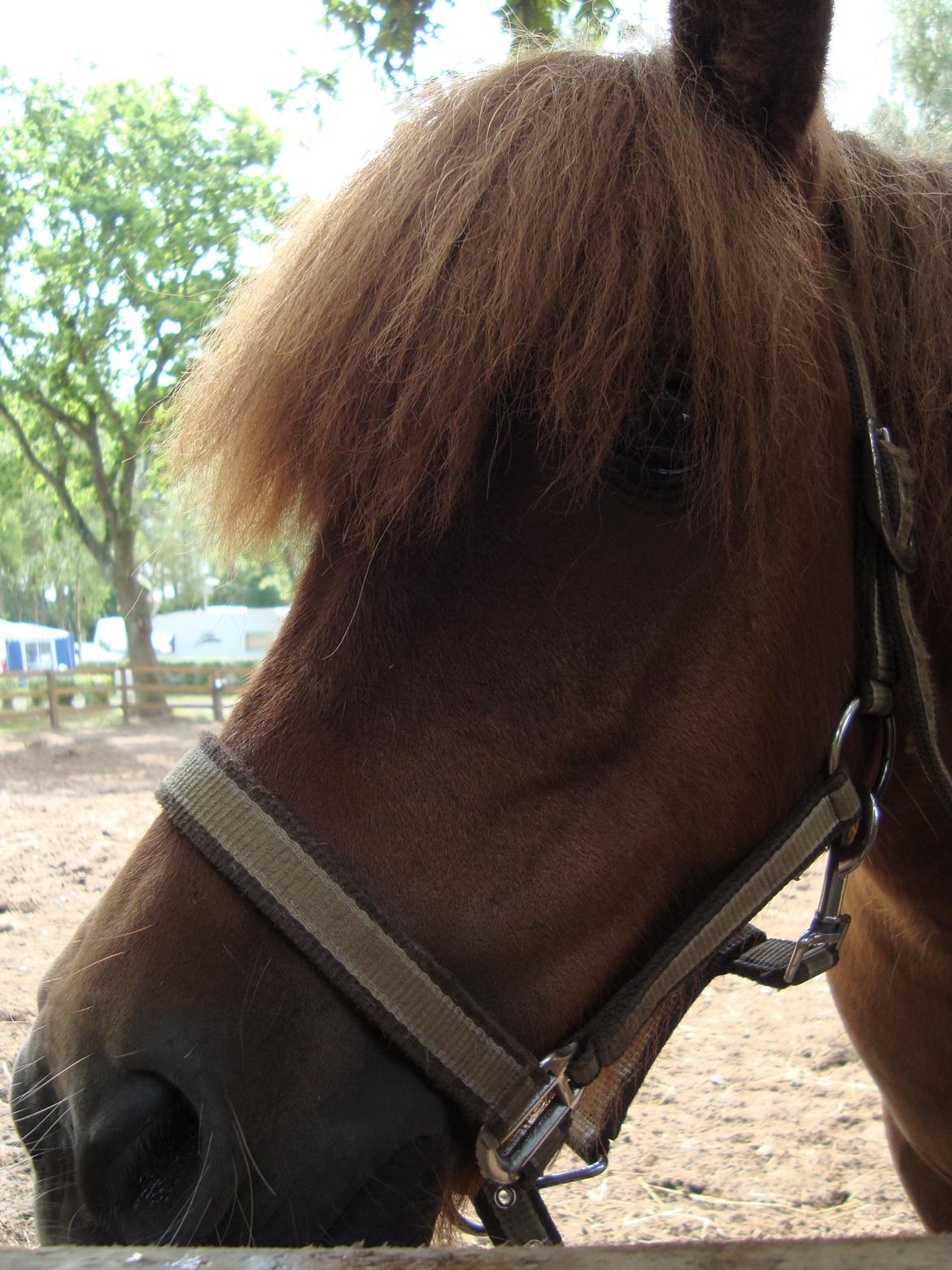 Shetlænder Tarzan billede 2