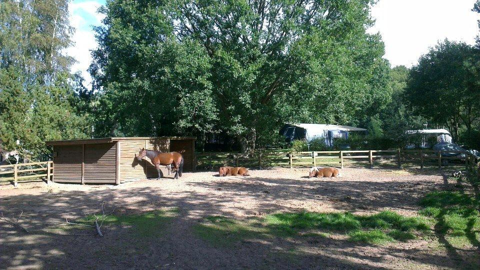 Shetlænder Tarzan billede 5