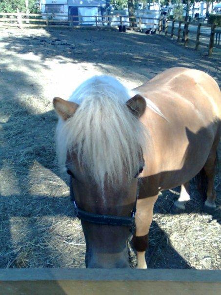 Shetlænder Frida billede 1