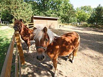 Shetlænder Frida billede 2