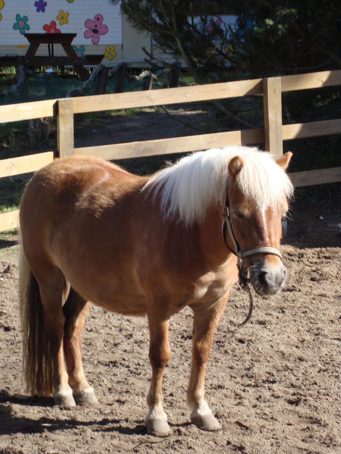 Shetlænder Frida billede 4