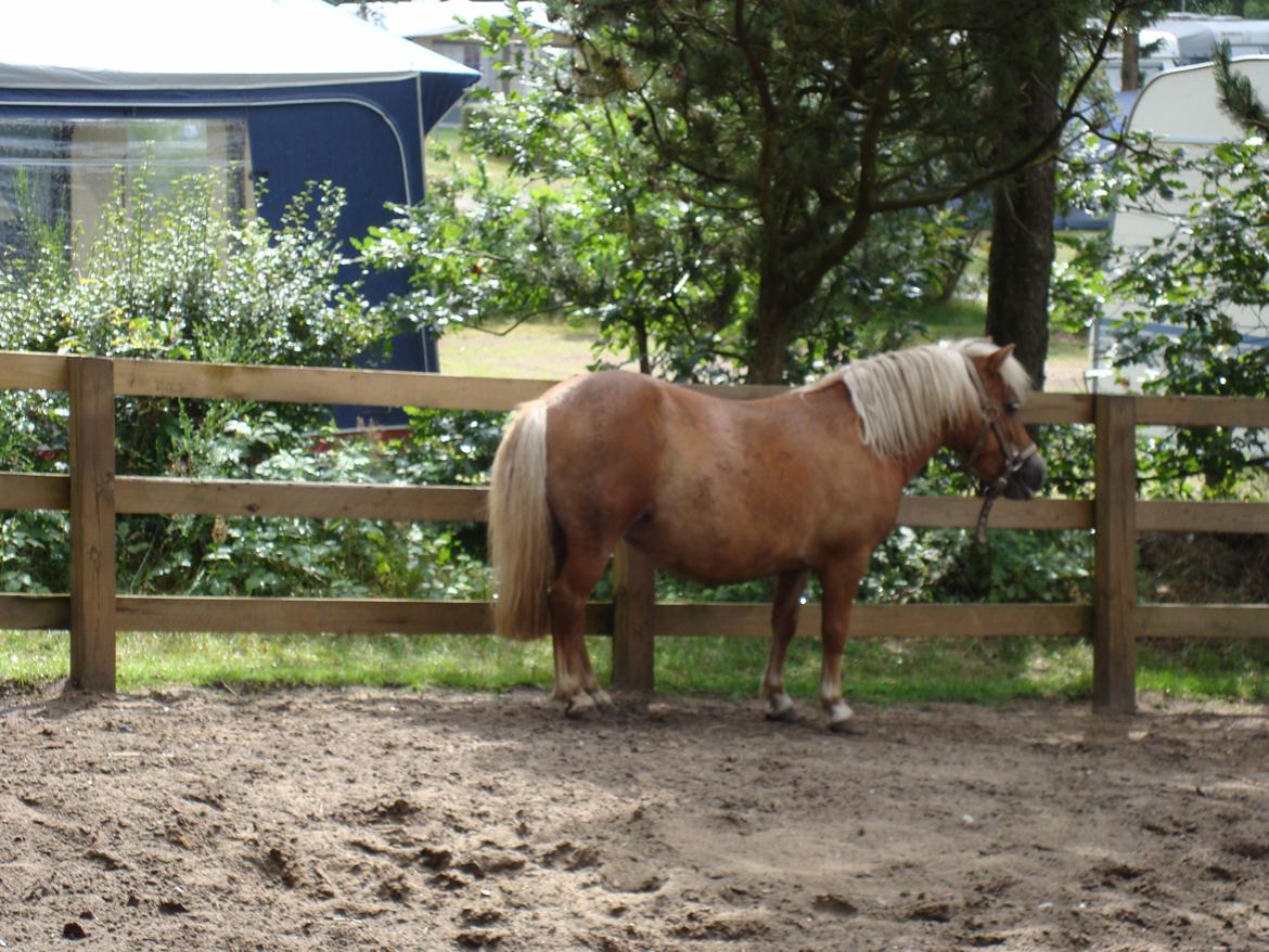Shetlænder Frida billede 5