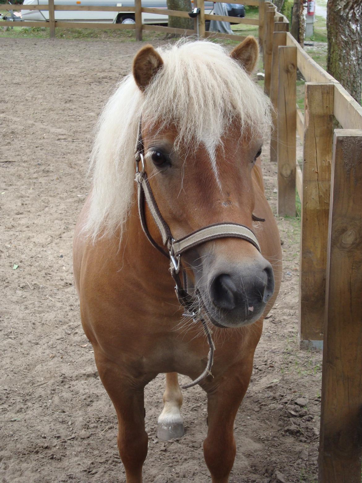 Shetlænder Frida billede 6