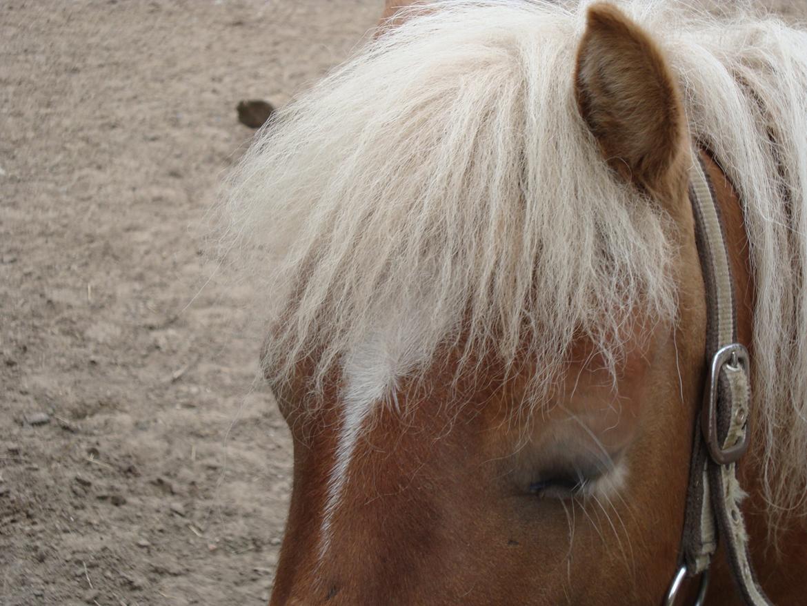 Shetlænder Frida billede 7