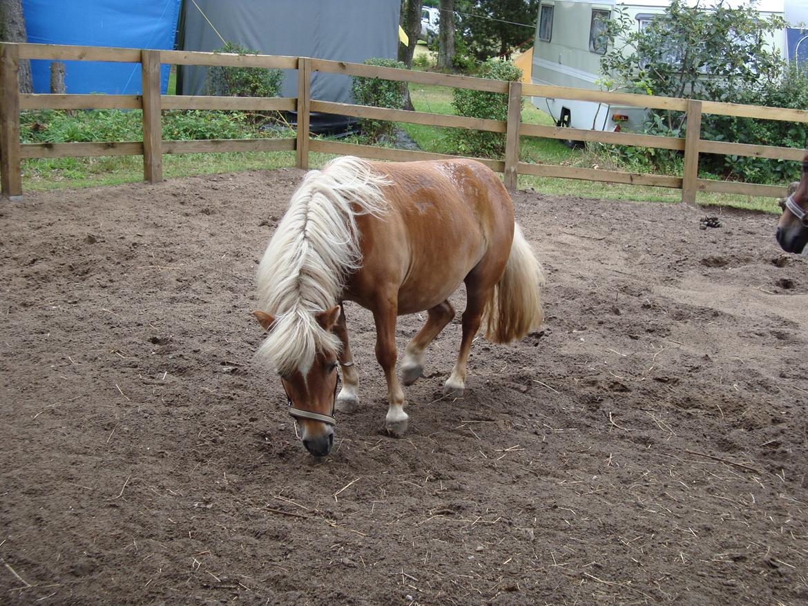 Shetlænder Frida billede 8