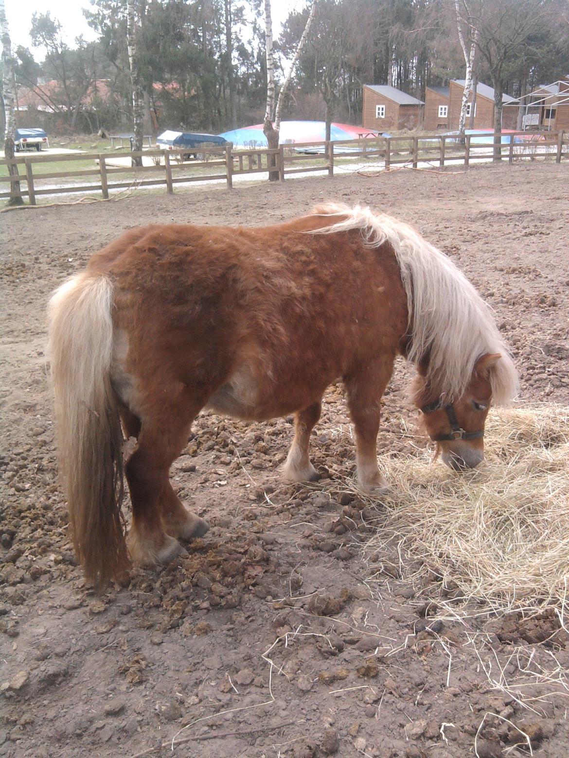 Shetlænder Frida billede 9