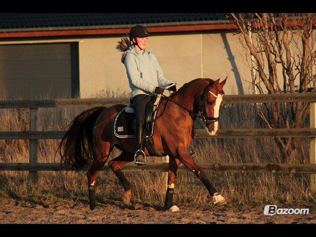 Hollandsk Sportspony Karimh J.V. *B-Pony* - Træning d. 2-1-13
Foto: Laura Bogut.  billede 1