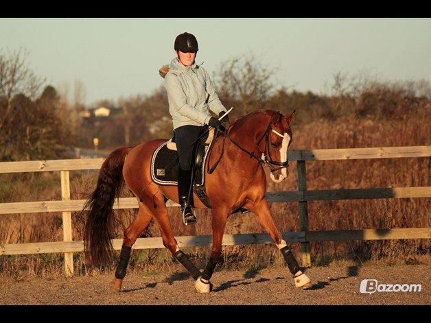 Hollandsk Sportspony Karimh J.V. *B-Pony* - D.2-1-13
Foto: Laura Bogut. billede 17