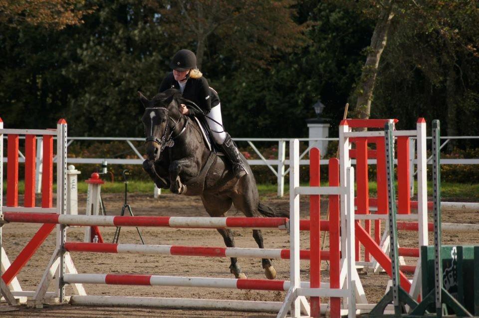 New Forest HAMBORGS EXPRESS - Skaarupgaard 2012.  billede 17