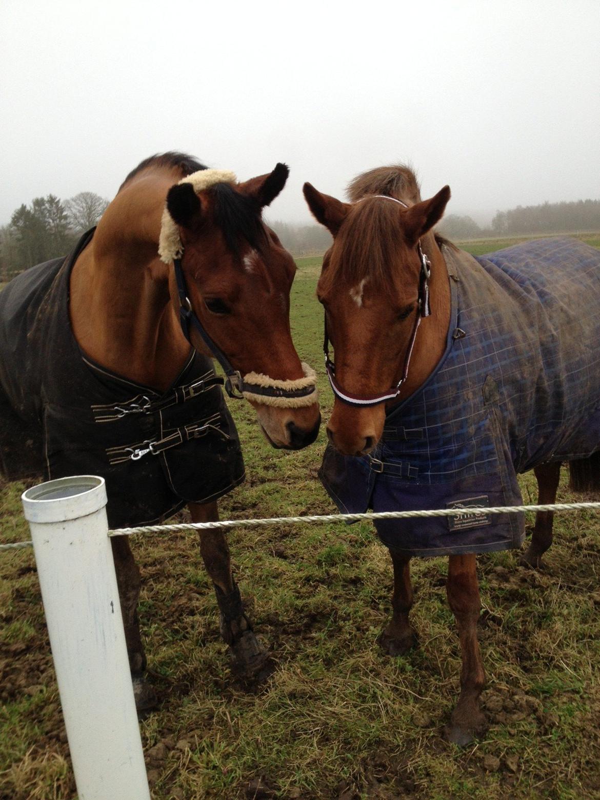 Dansk Varmblod Satchmo billede 6