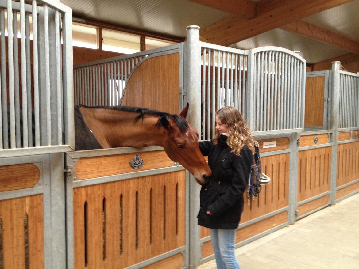 Dansk Varmblod Satchmo - Lige inden han gik igennem handelsundersøgelsen. :) billede 7