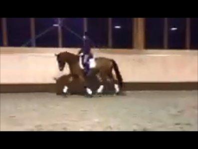 Dansk Varmblod Satchmo - Da jeg prøvede ham. billede 11