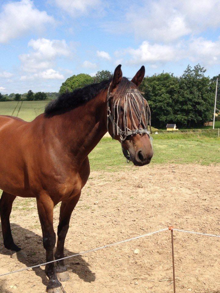 Pinto Elkær's Tidy<3 - idag d. 5/1-2013 er det et halvt år siden Tidy blev aflivet<3 billede 18