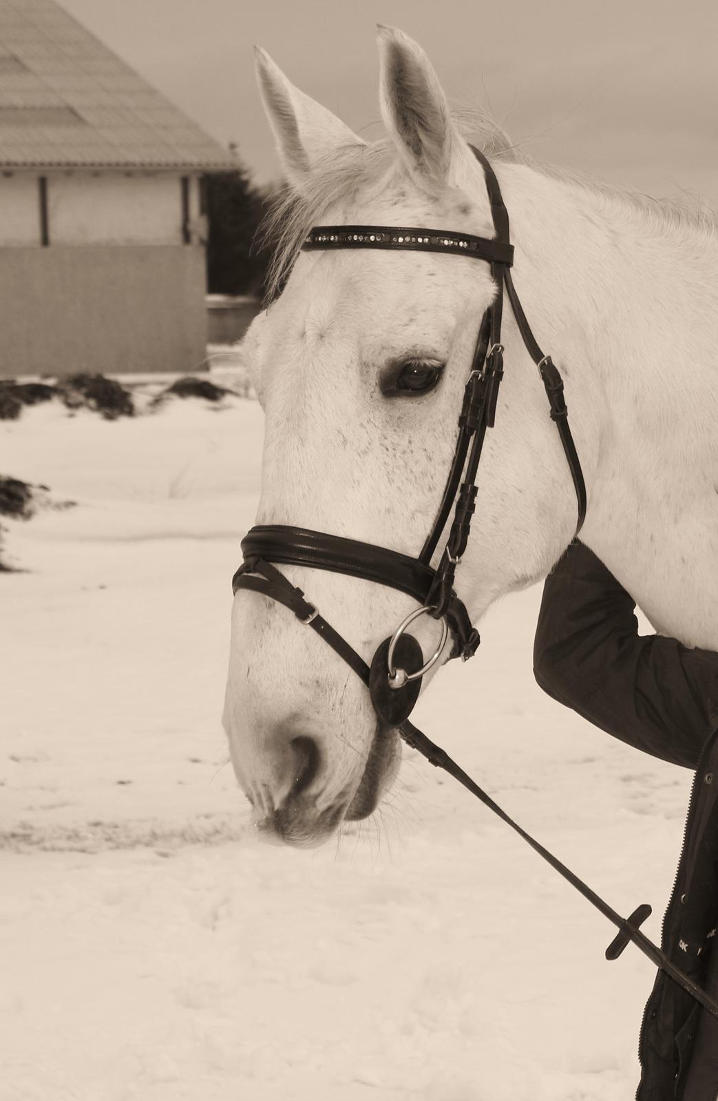 Ungarnsk Varmblod  Bo(favourite) billede 1