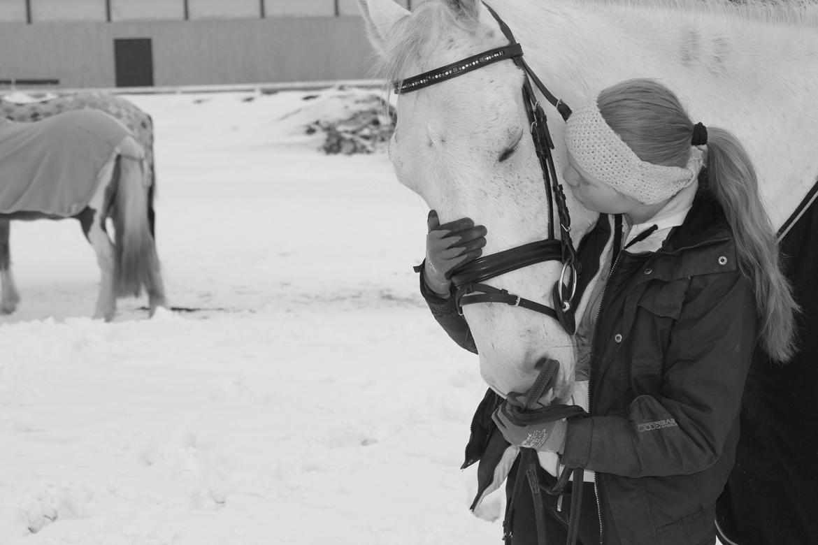 Ungarnsk Varmblod  Bo(favourite) billede 2