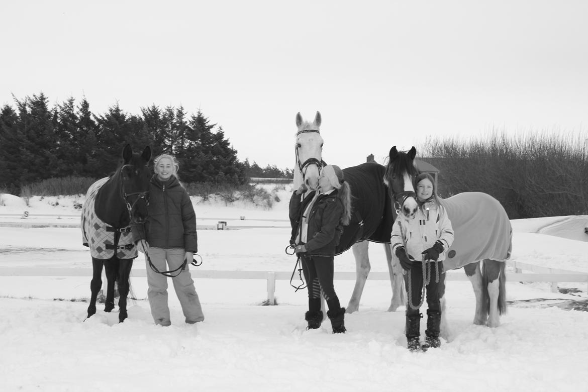 Ungarnsk Varmblod  Bo(favourite) billede 3