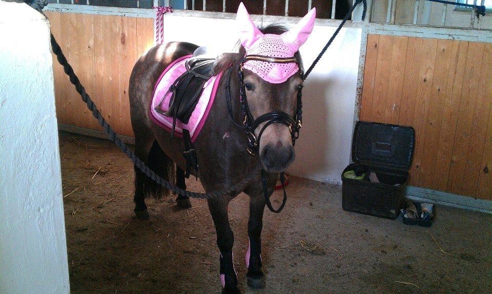 Shetlænder Fløjgårds Manda (kaldt Tulle) billede 1