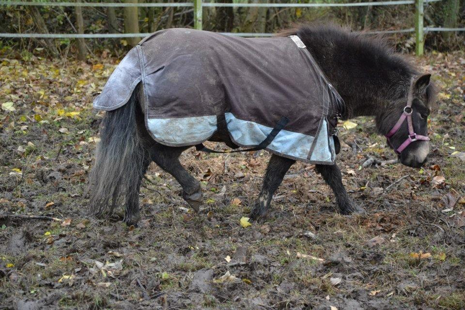 Shetlænder Fløjgårds Manda (kaldt Tulle) billede 2