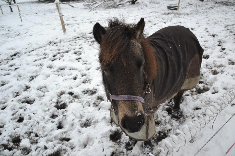 Shetlænder Fløjgårds Manda (kaldt Tulle) billede 3