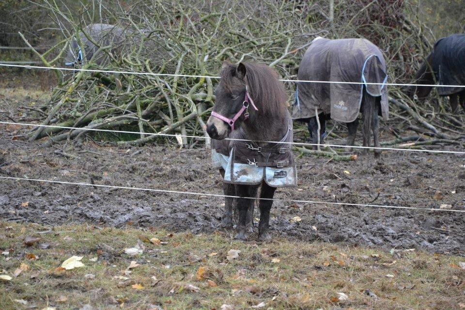 Shetlænder Fløjgårds Manda (kaldt Tulle) billede 4