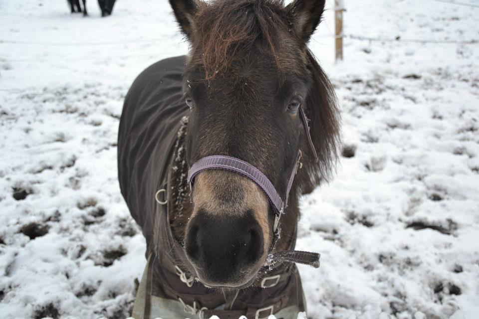 Shetlænder Fløjgårds Manda (kaldt Tulle) billede 5