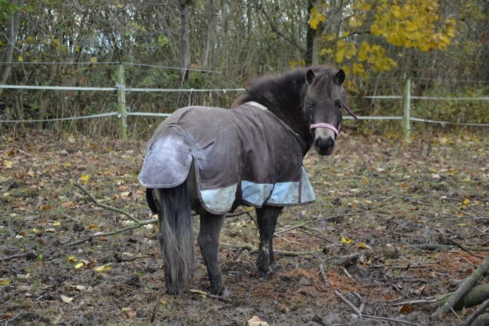 Shetlænder Fløjgårds Manda (kaldt Tulle) billede 6