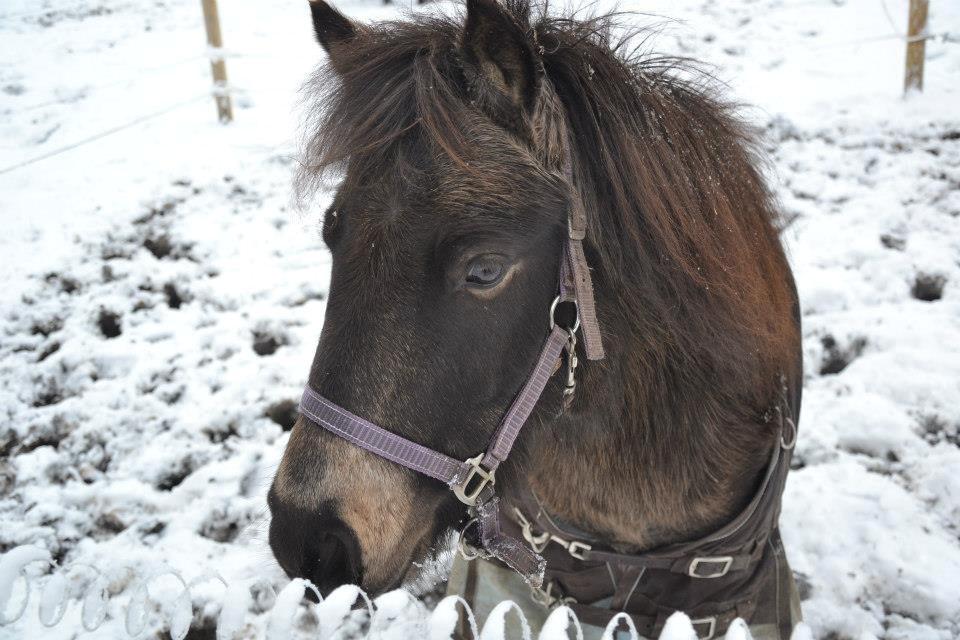 Shetlænder Fløjgårds Manda (kaldt Tulle) billede 7